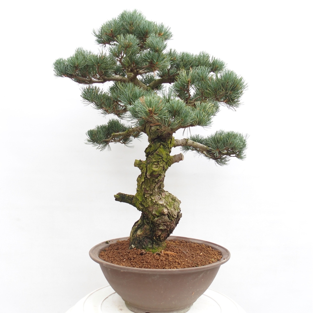 Bonsai im Freien - Pinus parviflora - kleine Kiefer