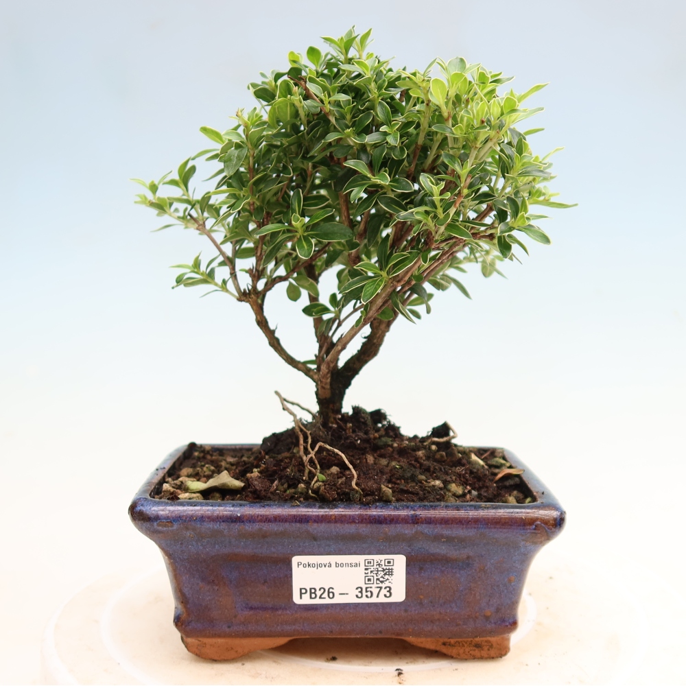 Zimmerbonsai - Serissa foetida Variegata - Baum der Tausend Sterne