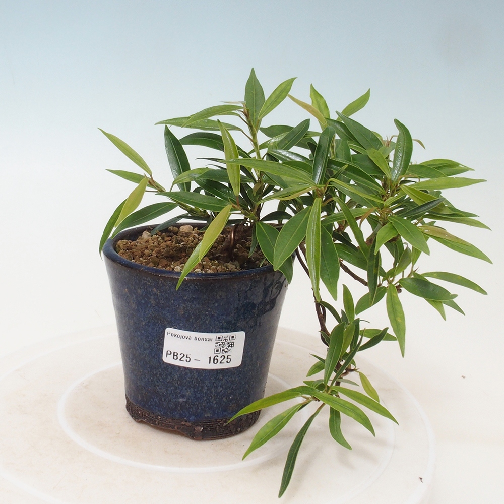 Zimmerbonsai - Ficus nerifolia - kleinblättriger Ficus