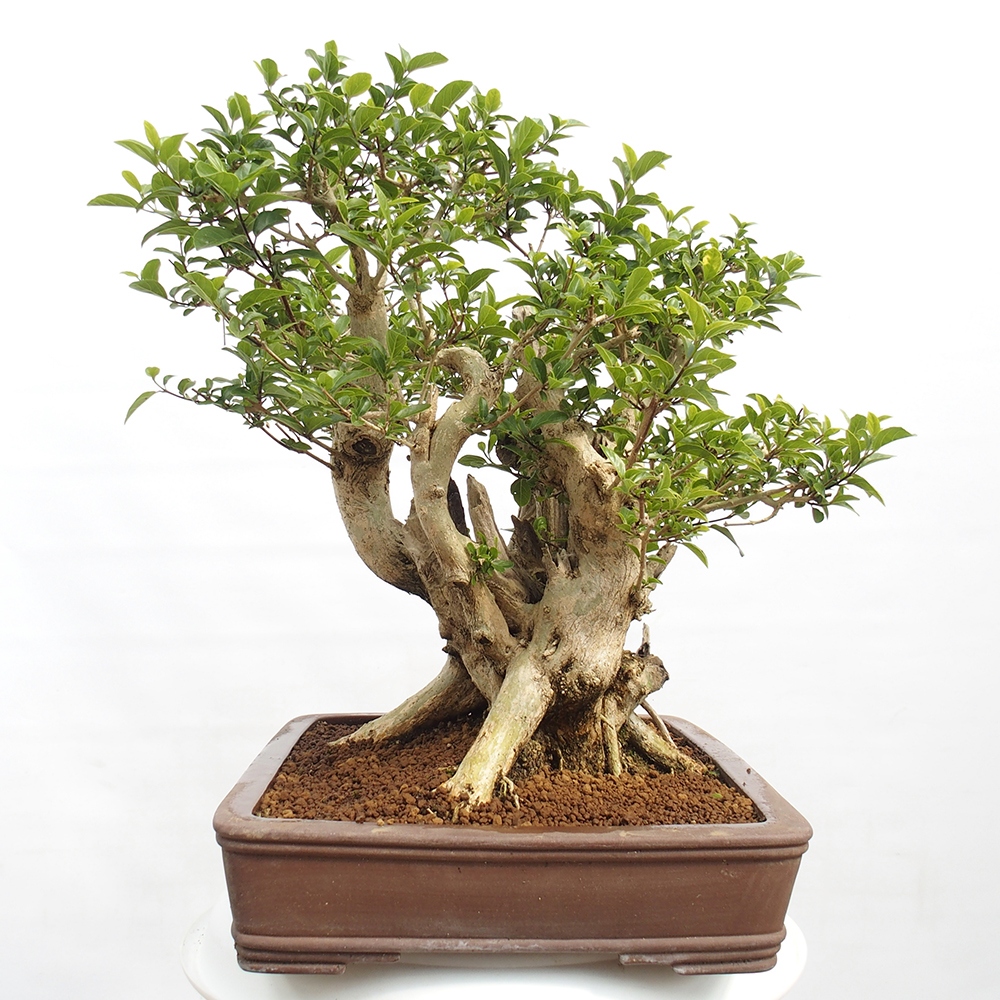 Zimmerbonsai - Premna serratifolia - Kozlovon kleinblättrig