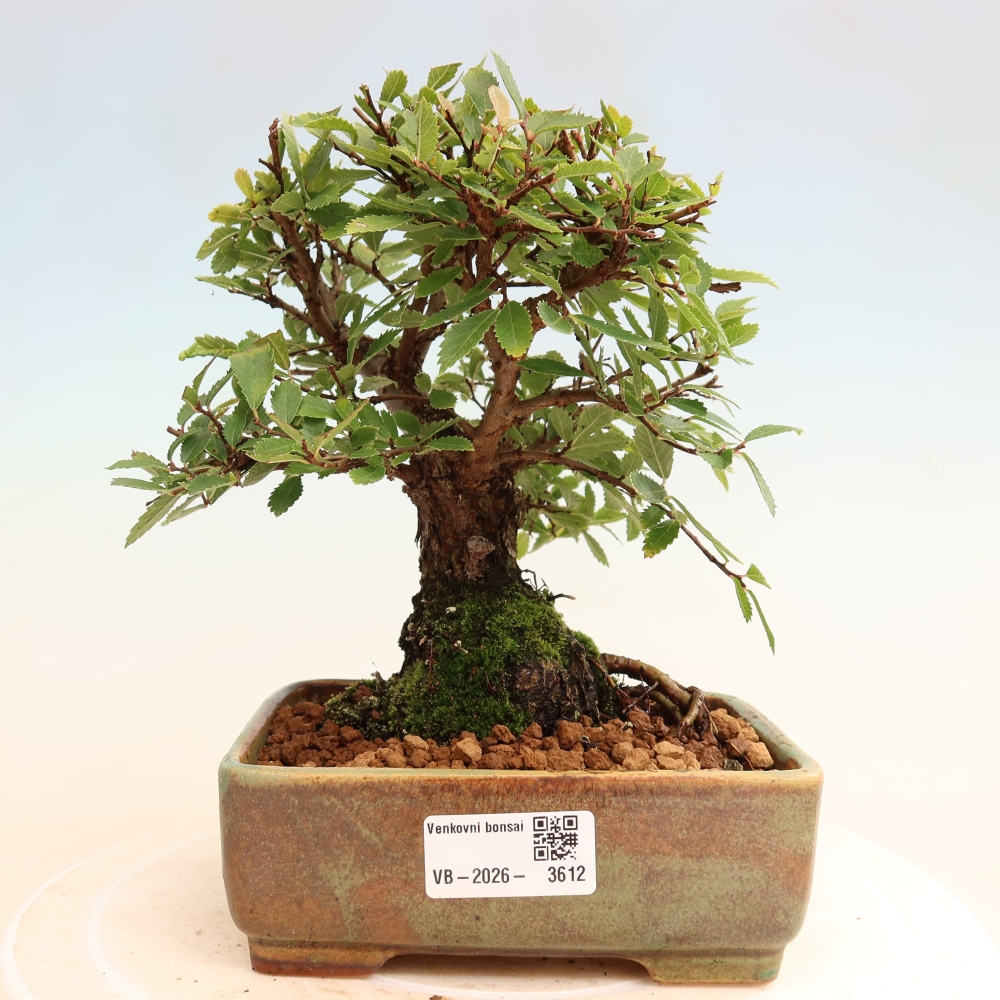 Bonsai für draußen - Zelkova - Zelkova NIRE