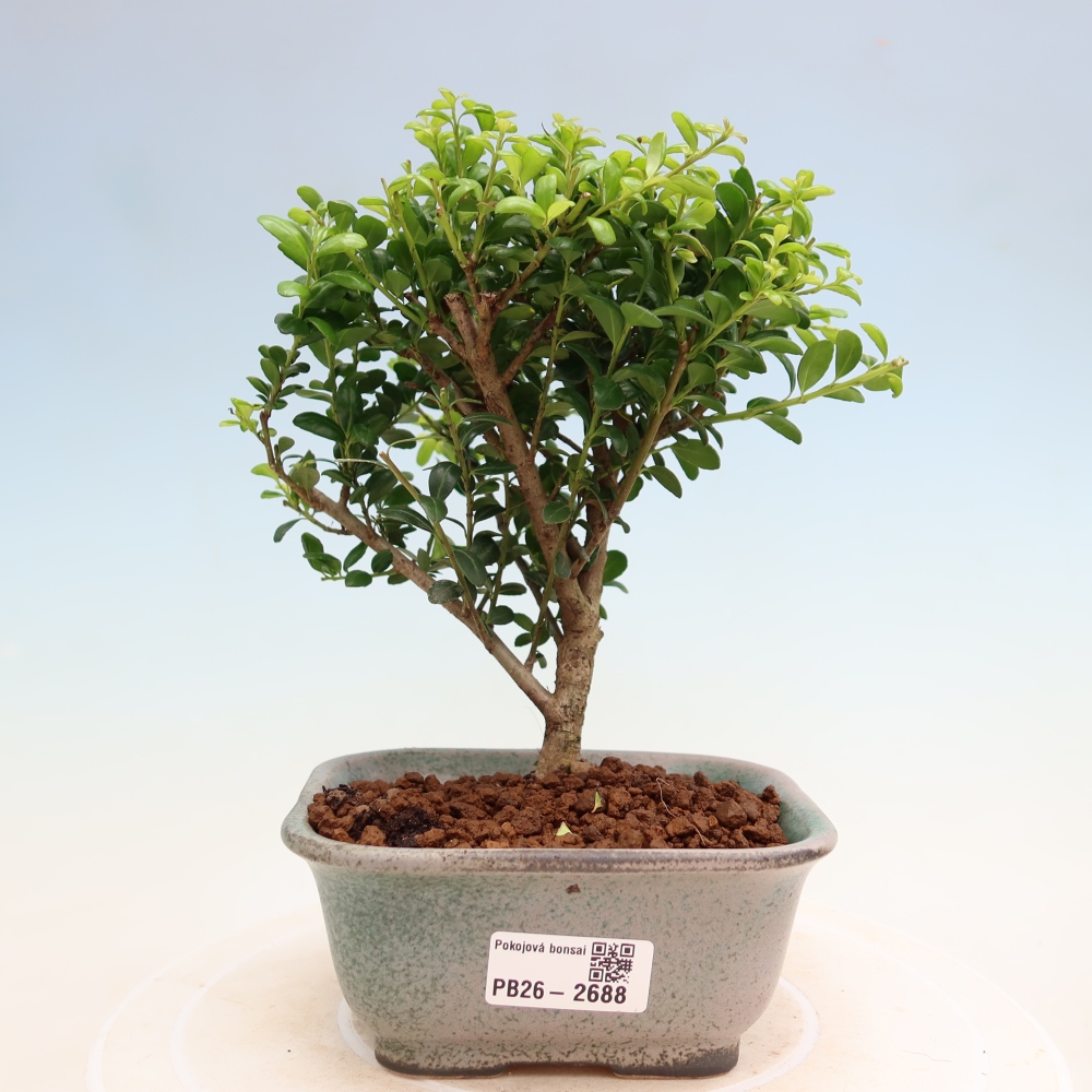 Zimmer Bonsai - Ilex crenata - Stechpalme