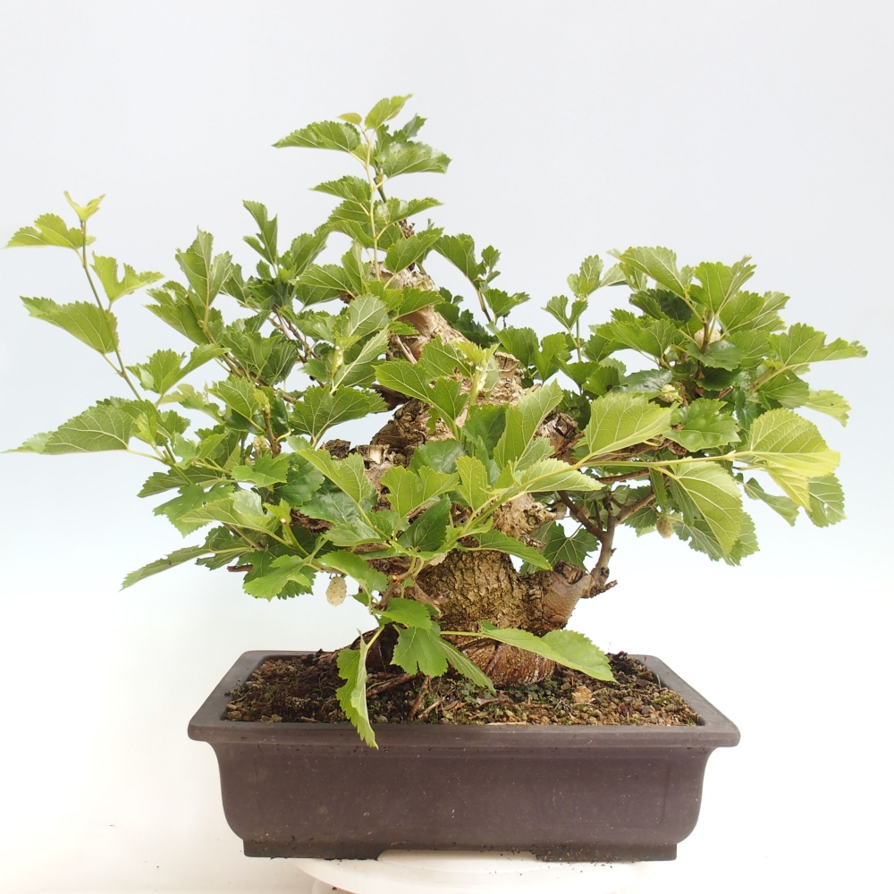 Bonsai im Freien - Morus alba - Maulbeere