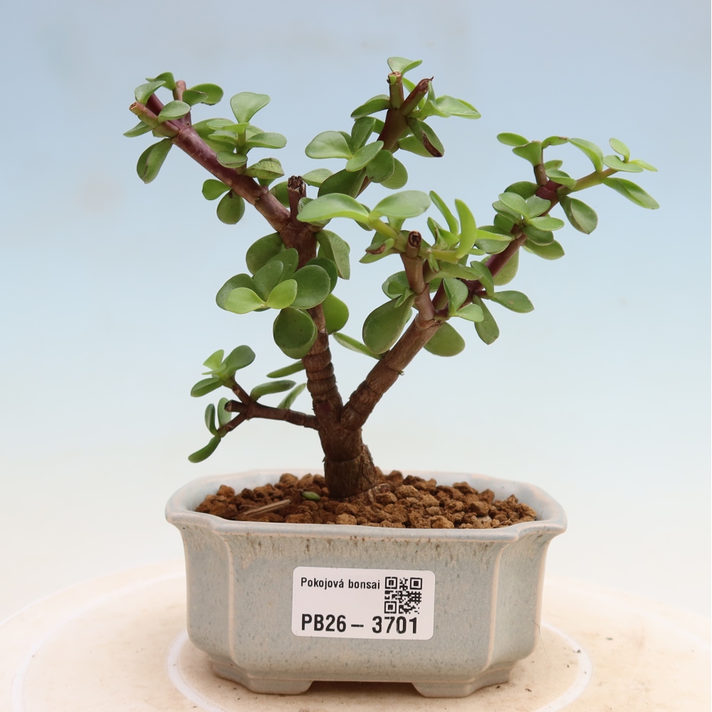 Zimmer Bonsai - Portulakaria Afra - Tlustice