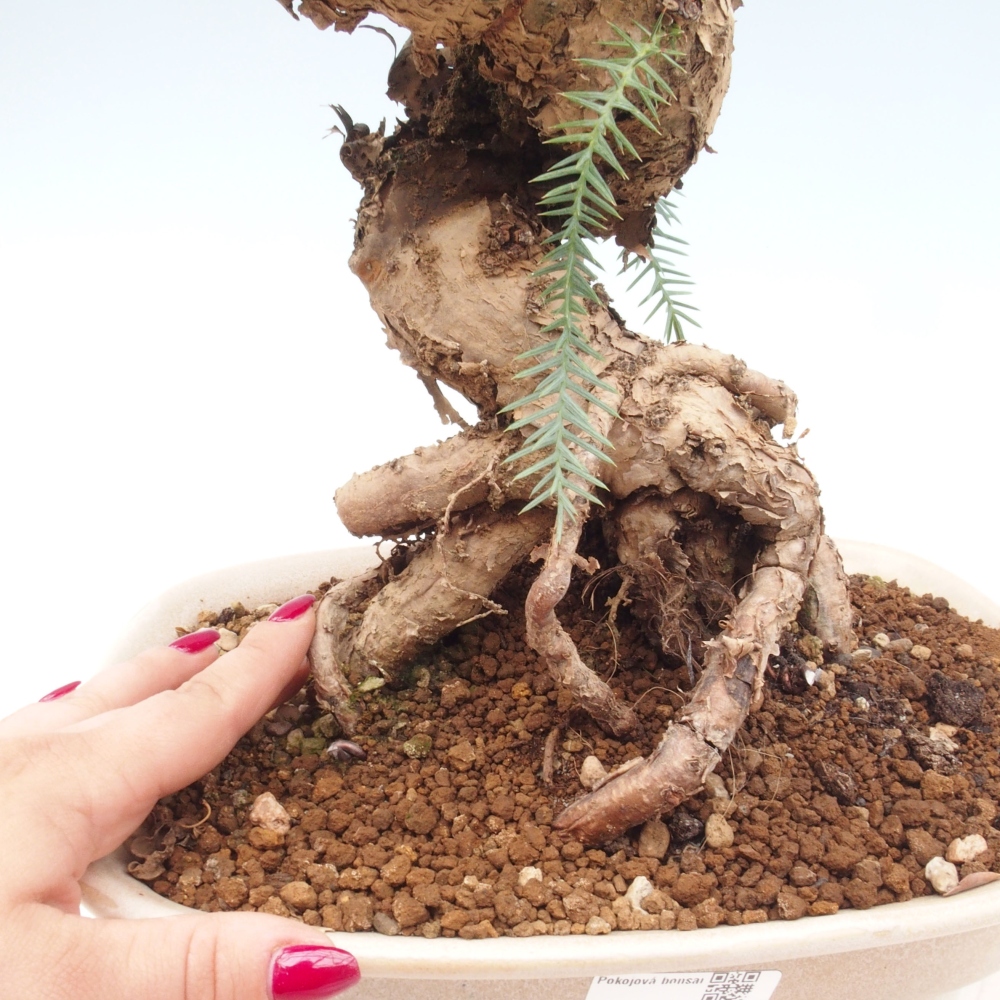 Zimmer Bonsai - Araukarie - Zimmer Fichte