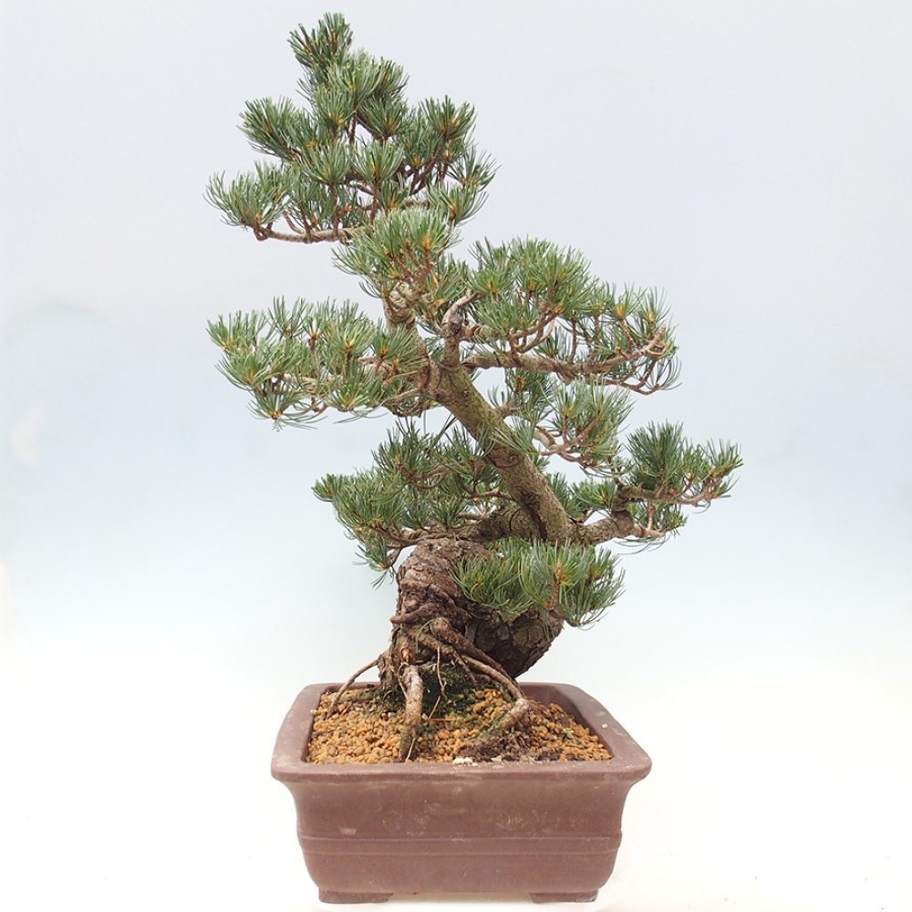 Bonsai für draußen - Pinus parviflora - Pinus parviflora
