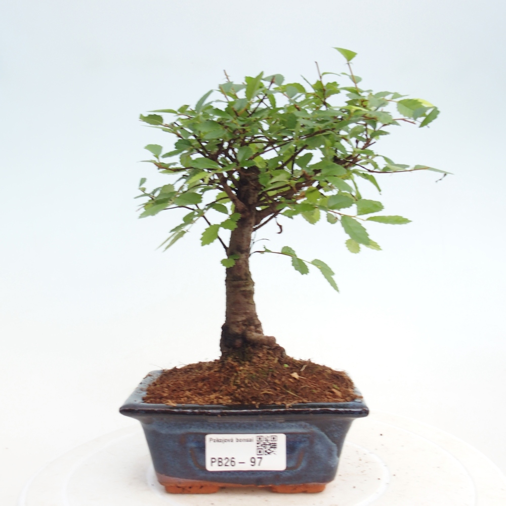 Zimmerbonsai - Ulmus parvifolia - Kleinblättrige Ulme
