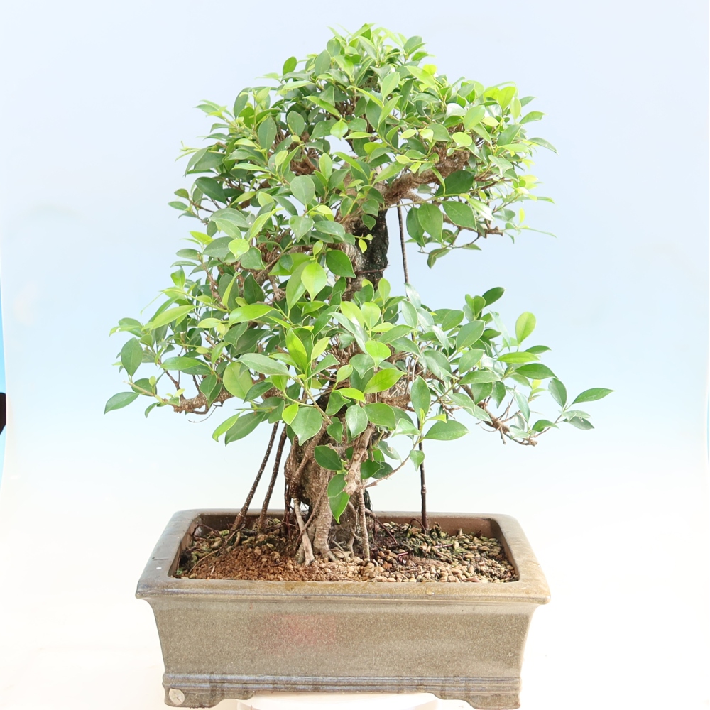 Zimmerbonsai - Ficus kimmen - Kleinblättriger Ficus