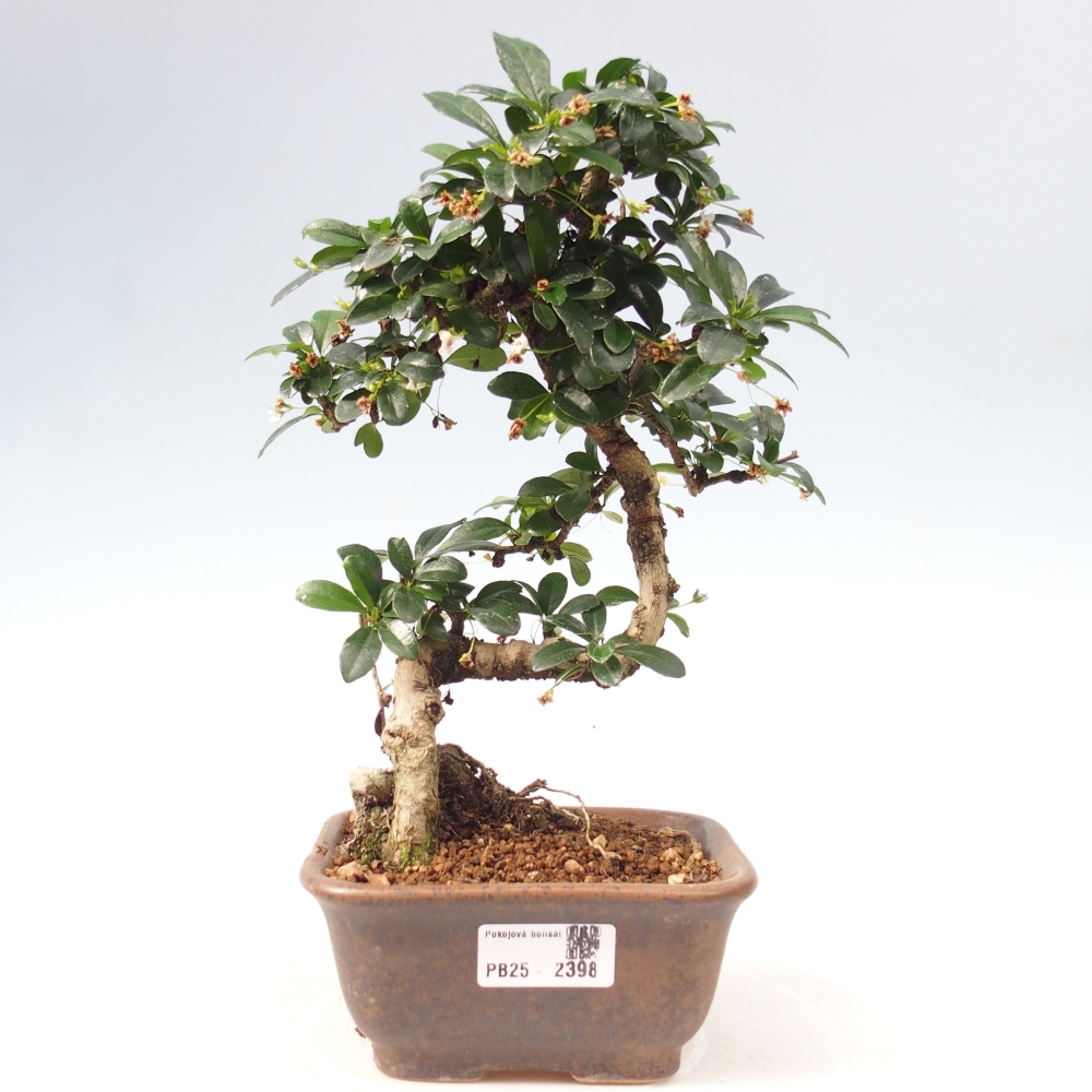 Zimmerbonsai - Carmona Macrophylla - Fuki-Tee