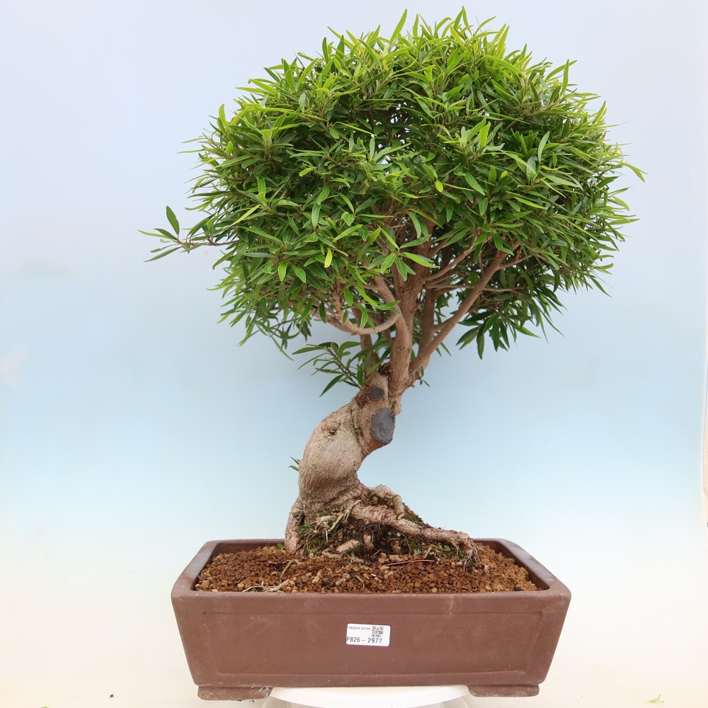 Zimmerbonsai - Ficus nerifolia - Kleinblättriger Ficus