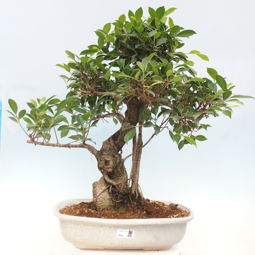 Zimmerbonsai - Ficus kimmen - kleinblättriger Ficus - NUR PERSÖNLICHE ABHOLUNG oder Palettentransport