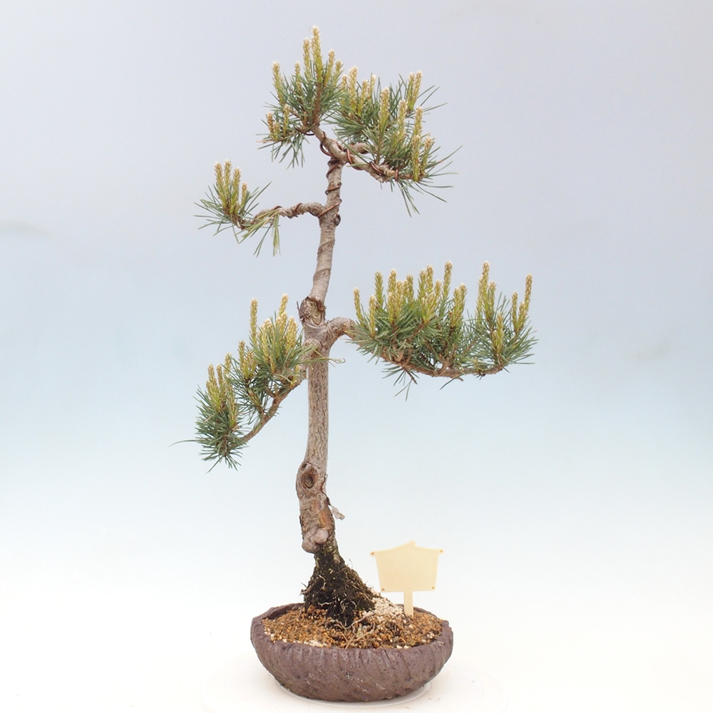 Bonsai im Freien - Pinus Sylvestris - Waldkiefer