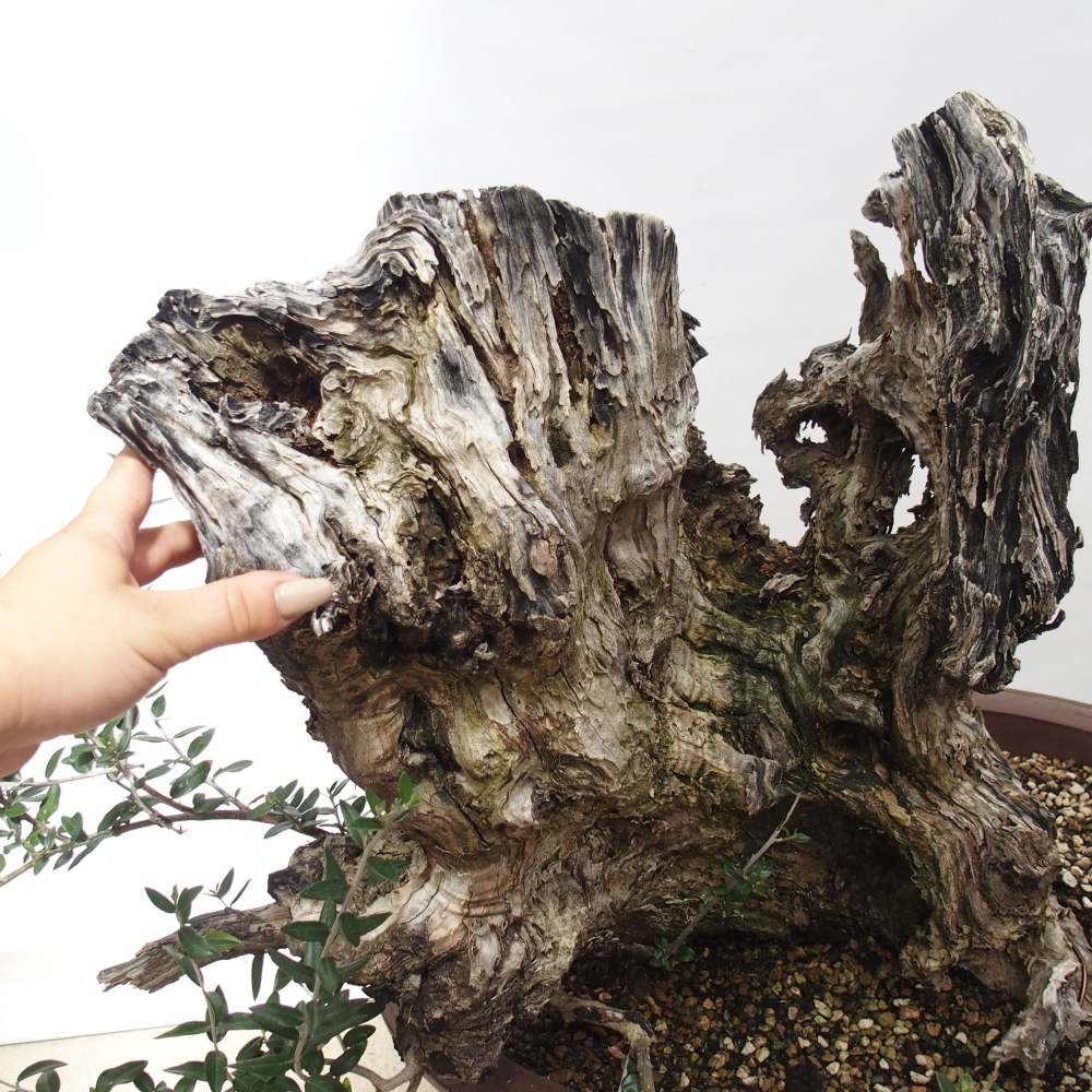 Indoor-Bonsai - Olea europaea sylvestris - Europäisches kleinblättriges Olivenöl