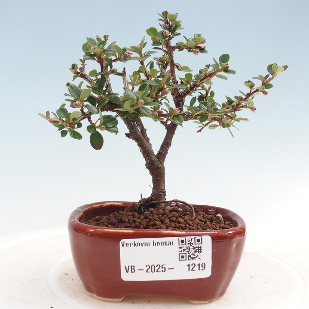 Bonsai im Freien - Cotoneaster horizontalis - Felsenbaum