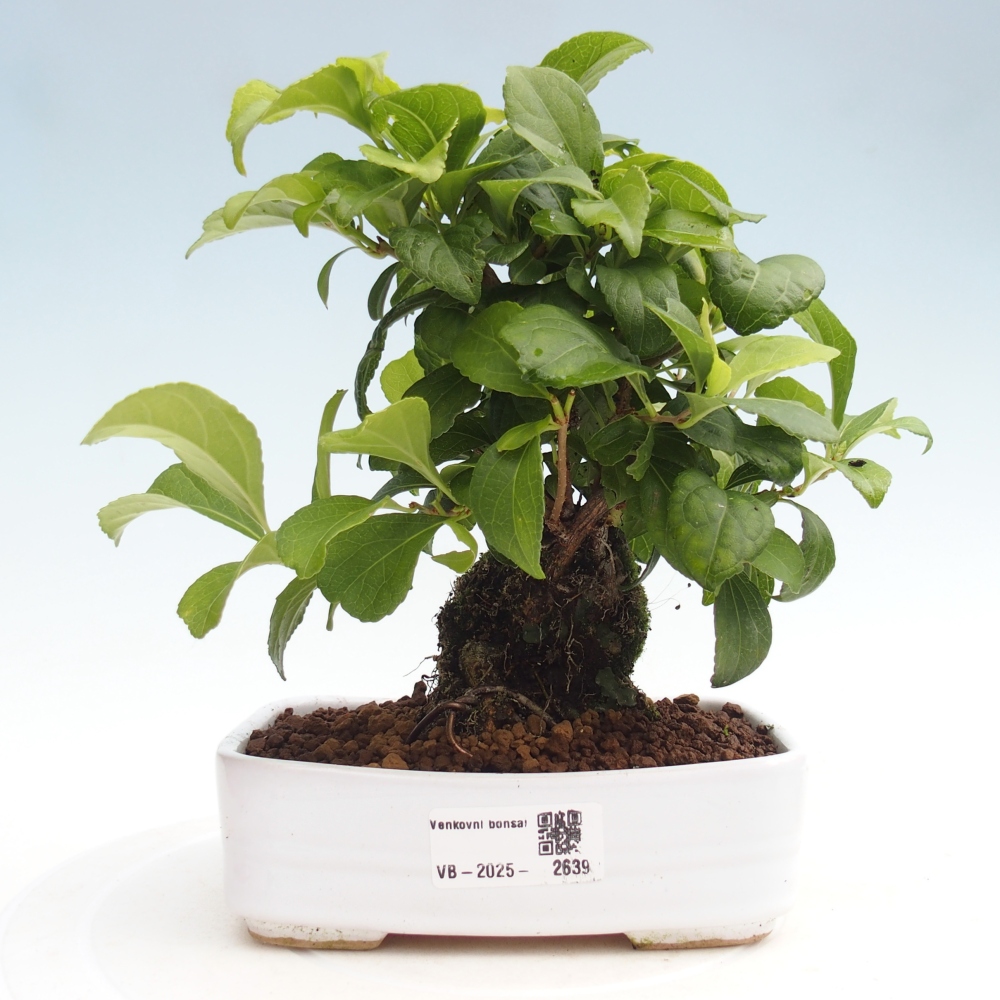 Outdoor-Bonsai - Celastrus Jesenec
