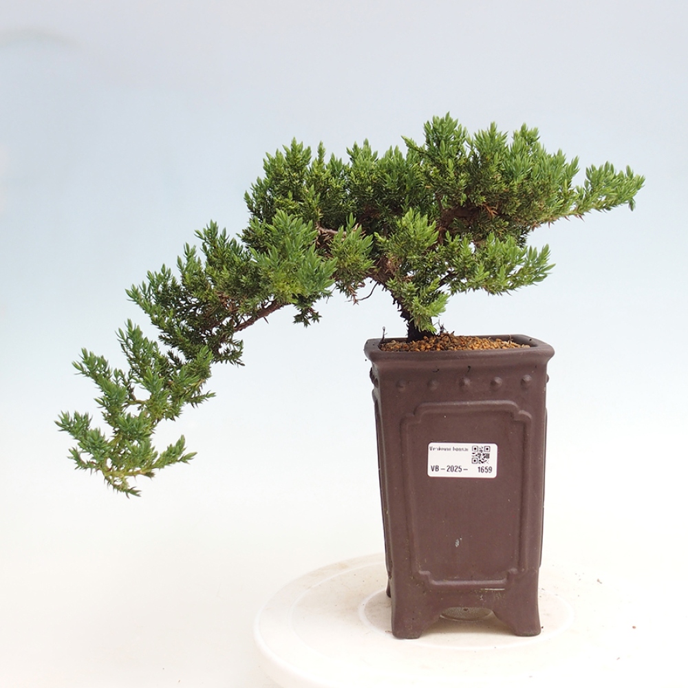 Bonsai im Freien - Juniperus procumbens - Niedergeworfener Wacholder