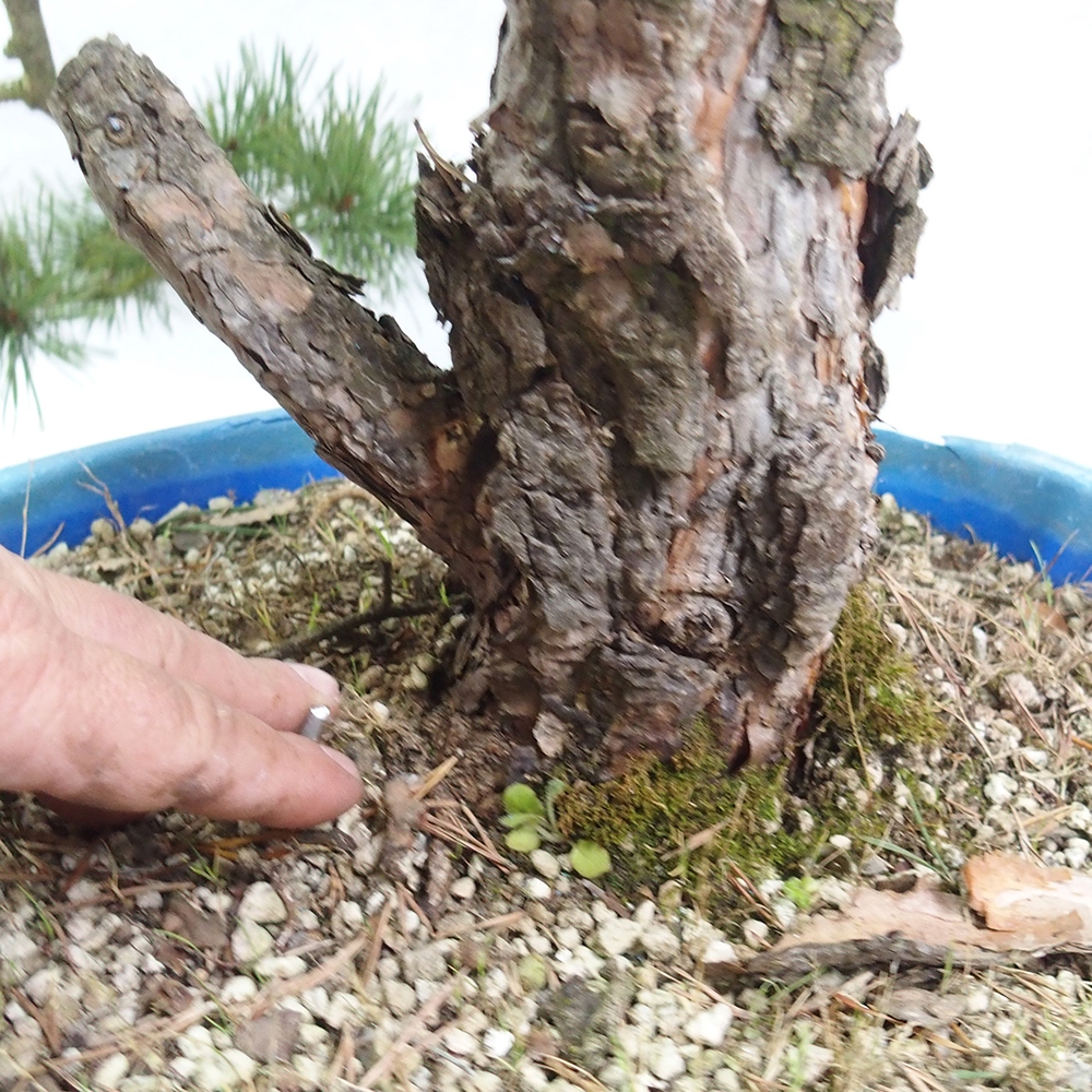 Yamadori - Pinus sylvestris 