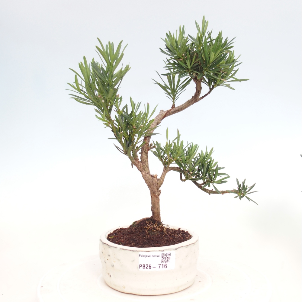 Zimmerbonsai - Podocarpus - Stein-Eibe