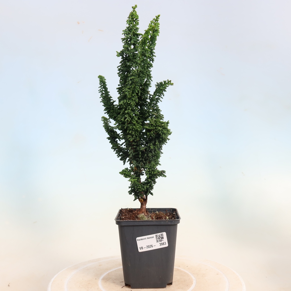 Bonsai für draußen - Cham. obtusa SEKKA HINOKI - Zypresse
