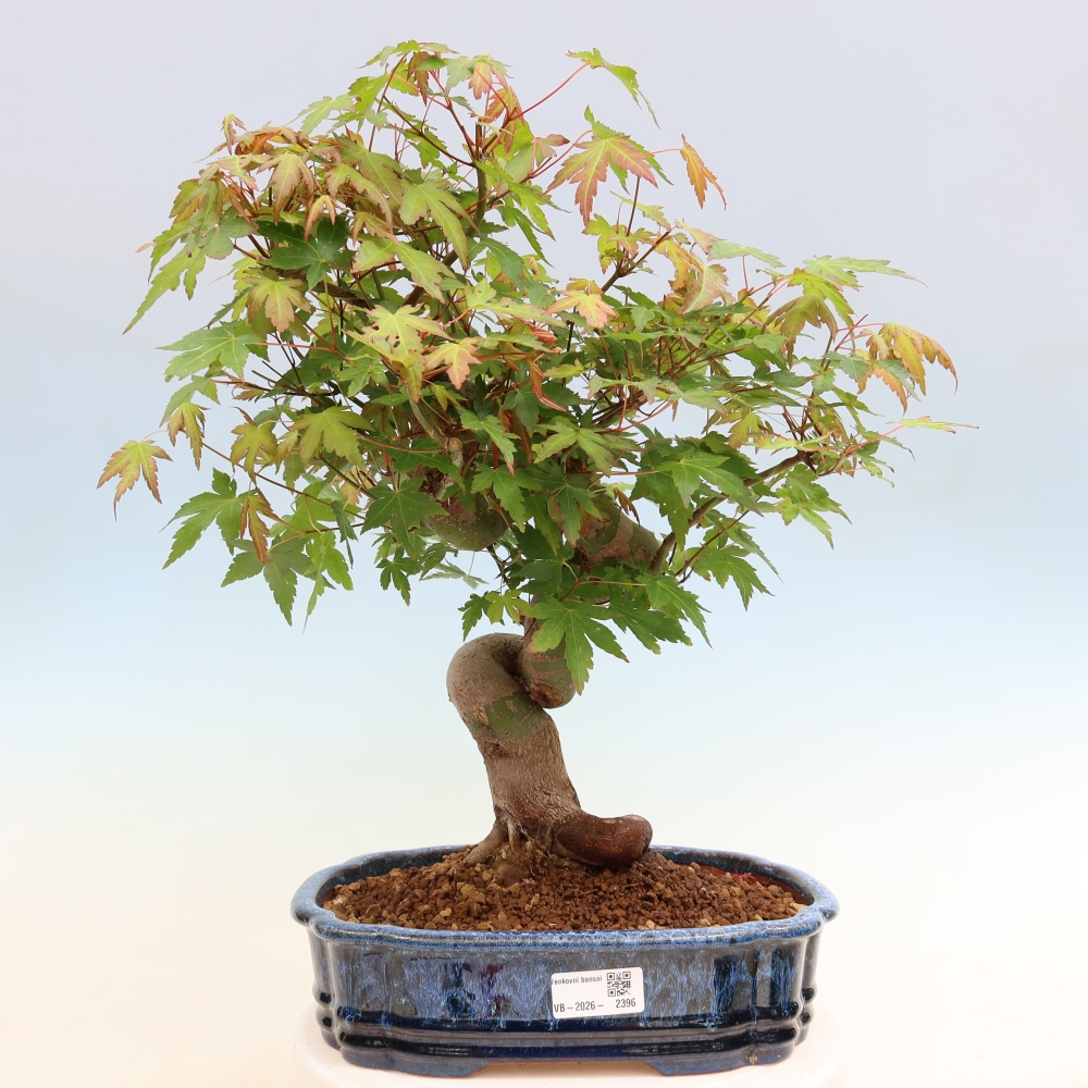 Bonsai für draußen - Ahorn Burger - Acer Burgerianum