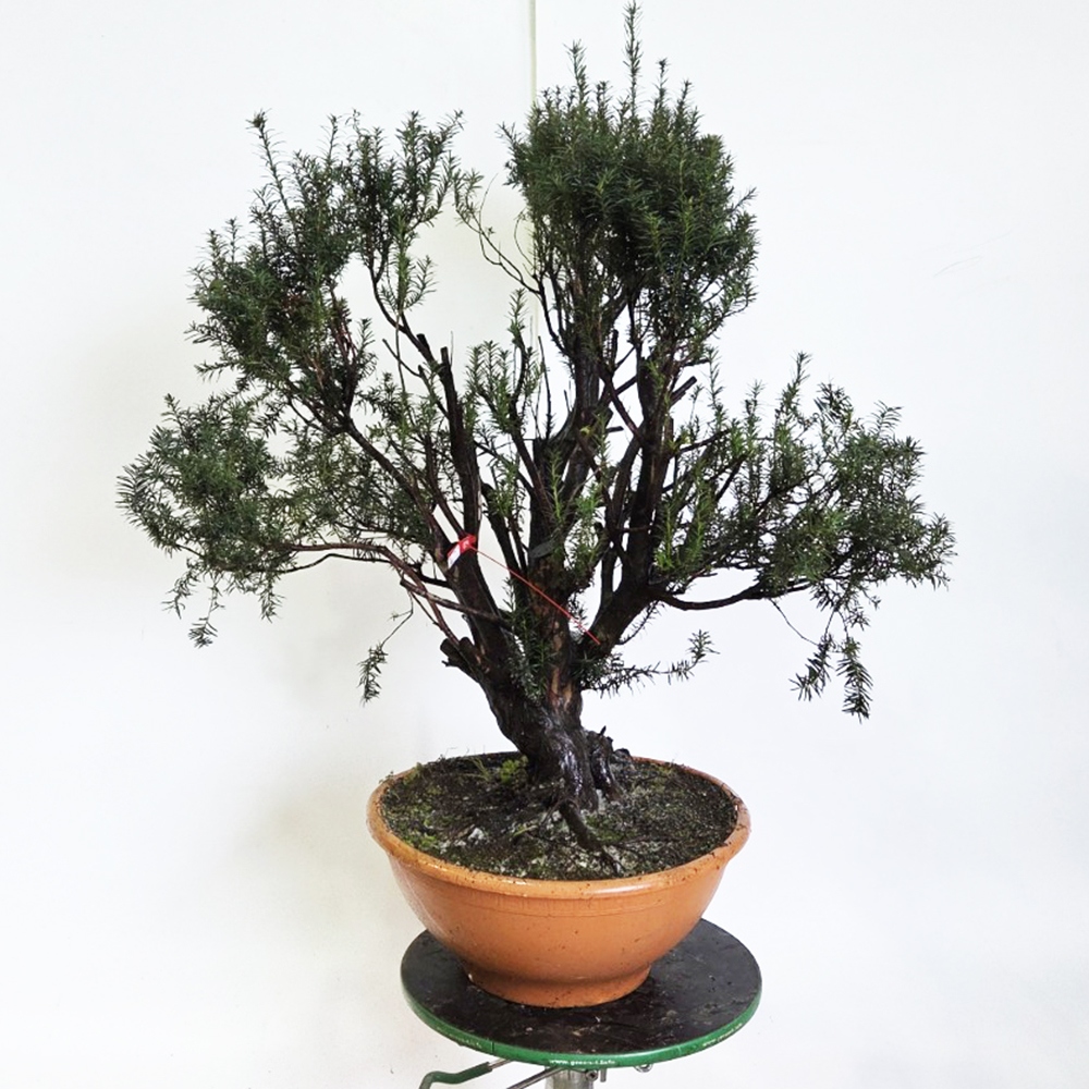 Bonsai für draußen Rote Eibe - Taxus bacata