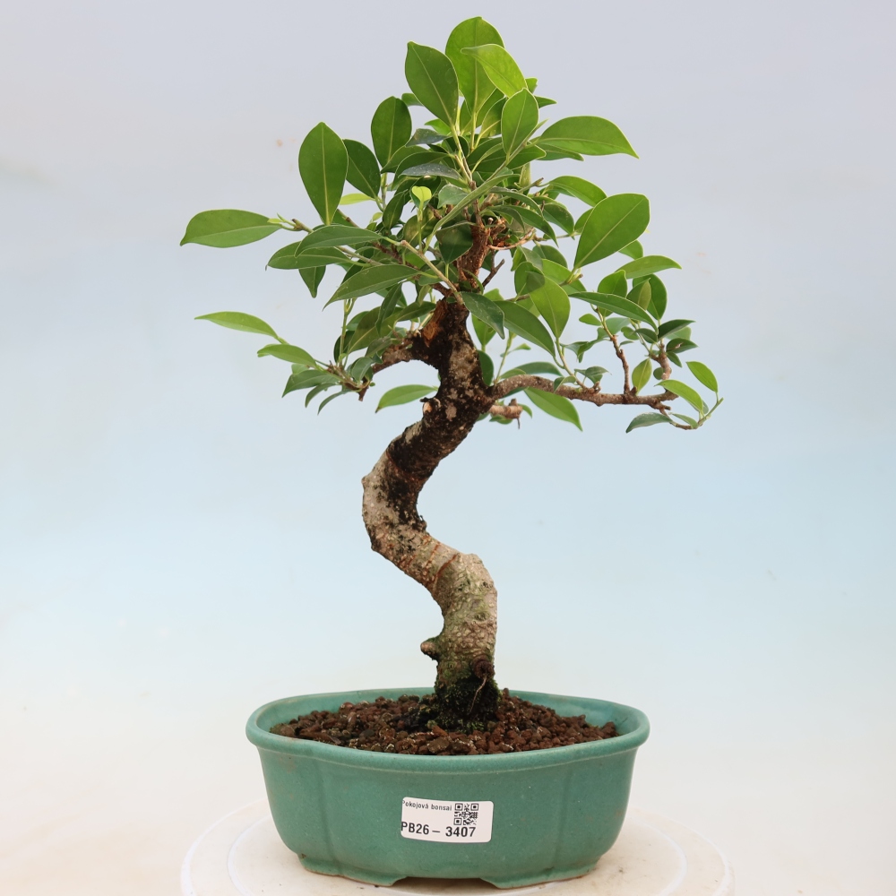 Zimmerbonsai - Ficus kimmen - Kleinblättriger Ficus