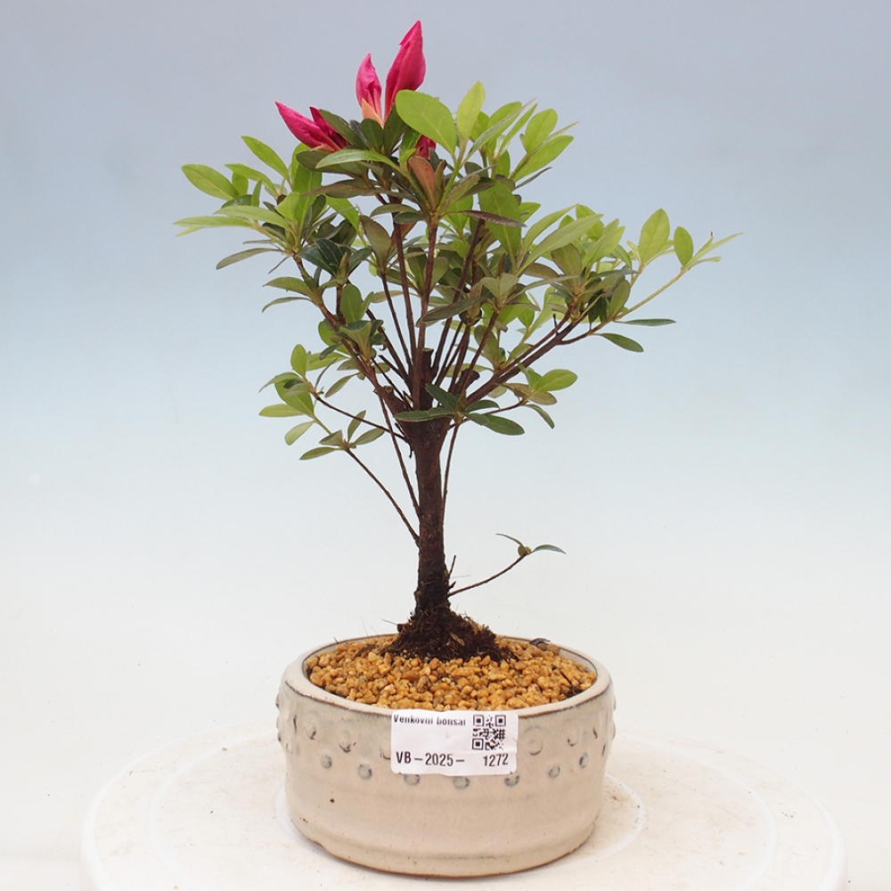 Bonsai im Freien - Japanische Azalee - Azalea sp.
