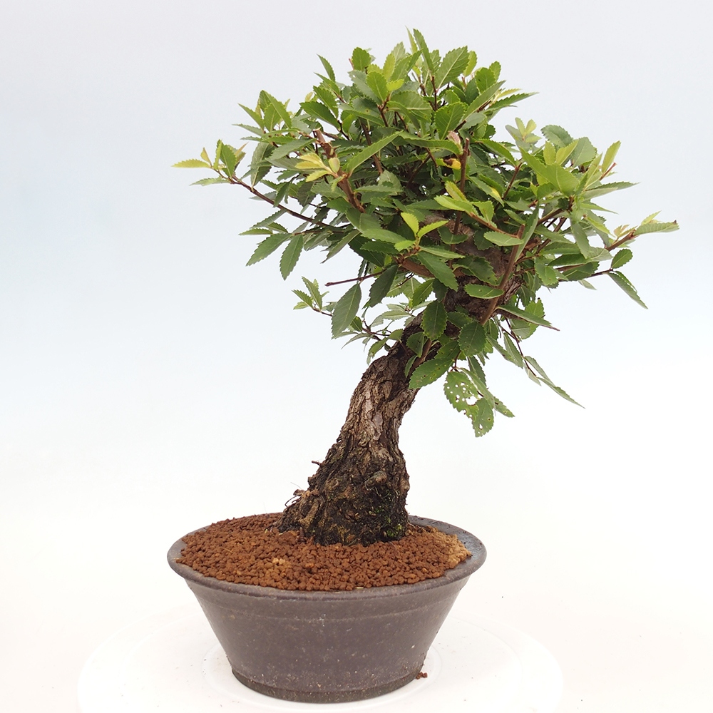 Bonsai im Freien - Zelkova - Zelkova serrata
