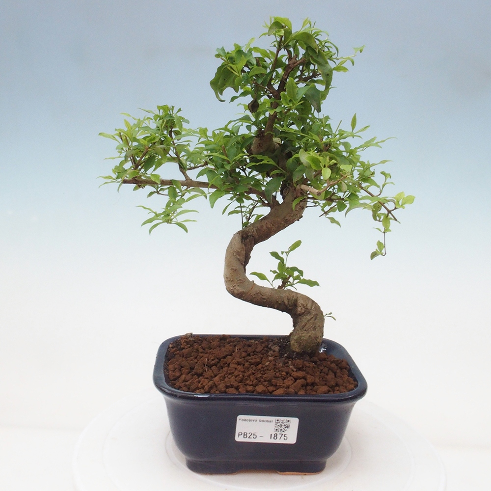 Indoor Bonsai -Ligustrum chinensis - Vogelschnabel