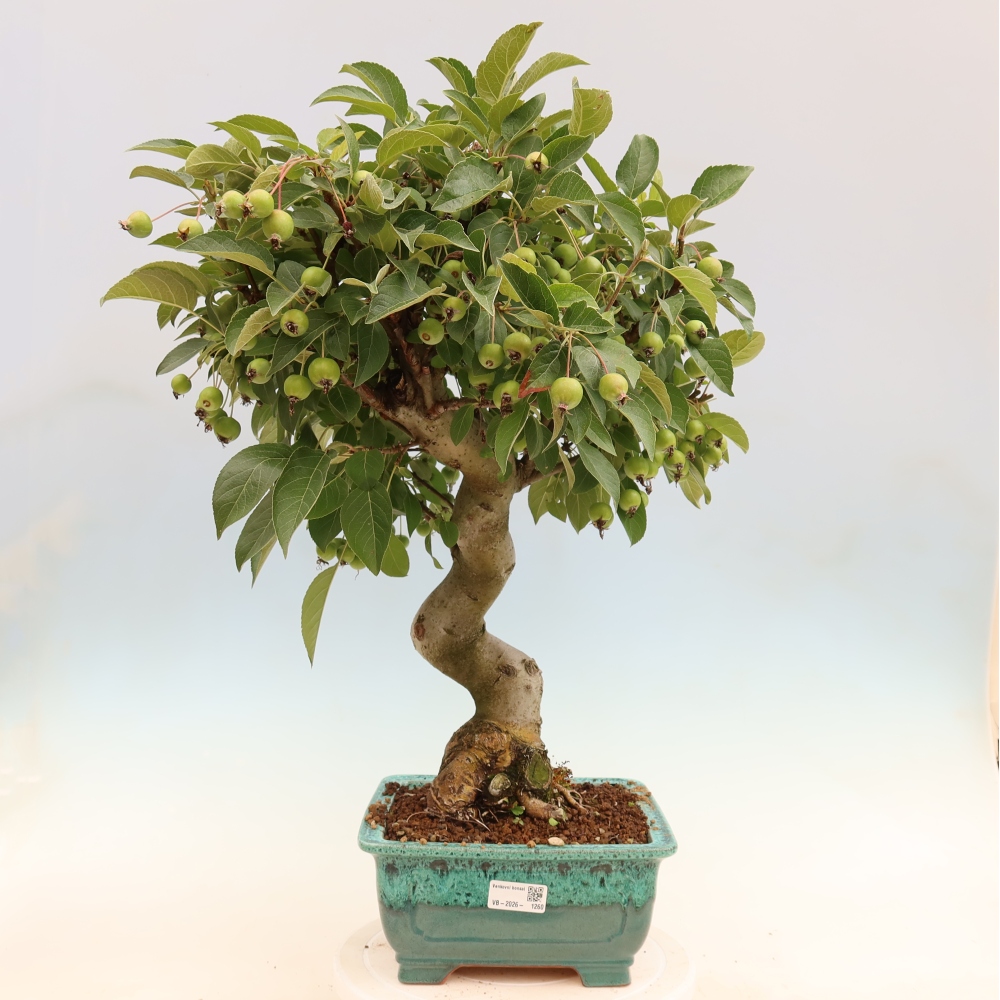Outdoor-Bonsai -Malus halliana - Kleinfrüchtiger Apfelbaum