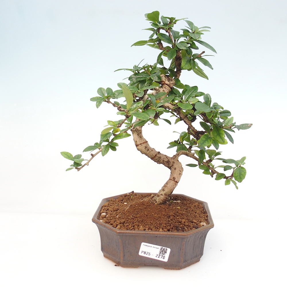 Zimmer Bonsai - Carmona macrophylla - Tea Fuki