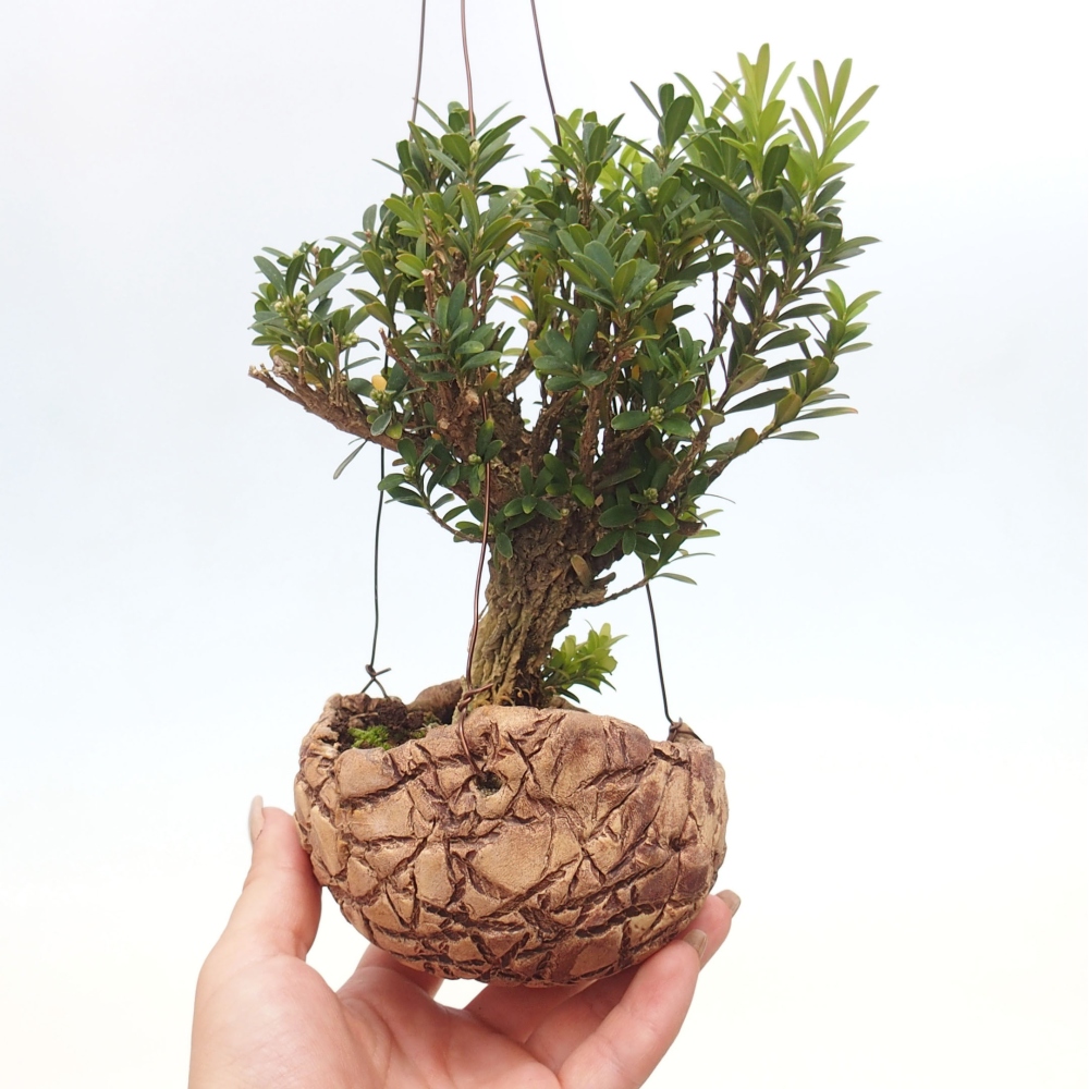 Kokedama in Keramik - Buxus harlandii - Korkbuxus