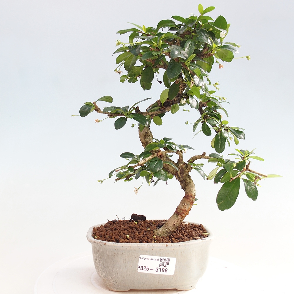 Zimmerbonsai - Carmona Macrophylla - Fuki-Tee