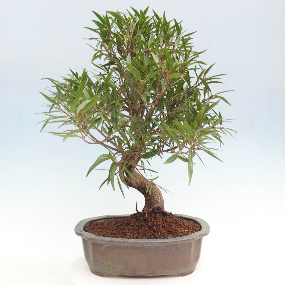 Zimmerbonsai - Ficus nerifolia - Kleinblättriger Ficus