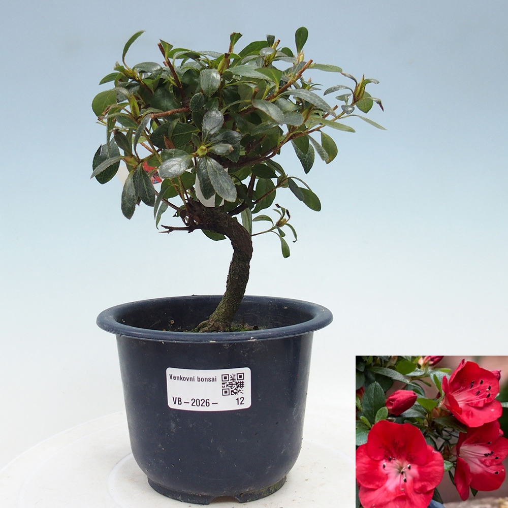 Bonsai für draußen - Japanische Azalee - Azalea Benibeni