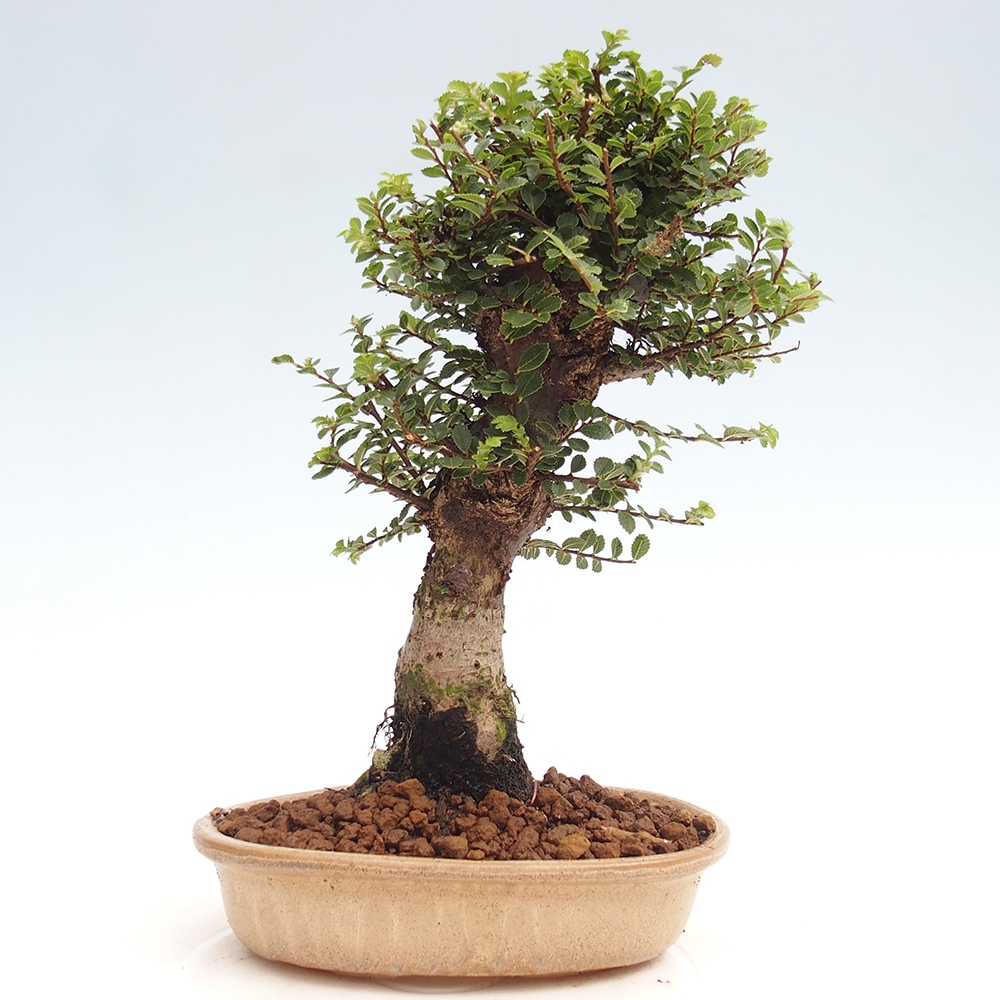 Bonsai im Freien - Ulmus parvifolia Hokkaido - Chinesische Ulme