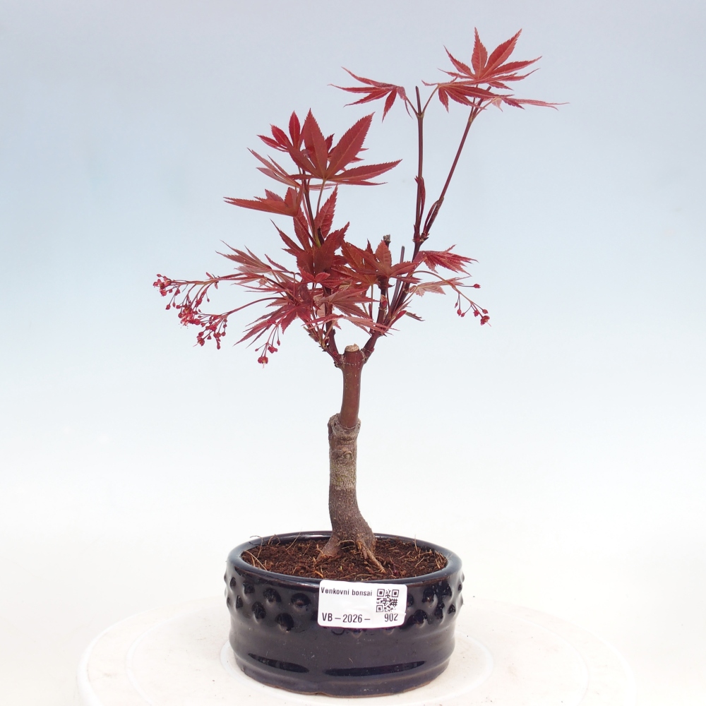 Bonsai im Freien - Acer-Palme. Atropurpureum-Palmenblatt-Ahorn