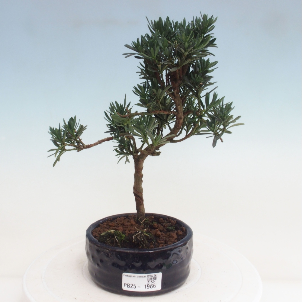 Indoor-Bonsai - Podocarpus - Stein tausend