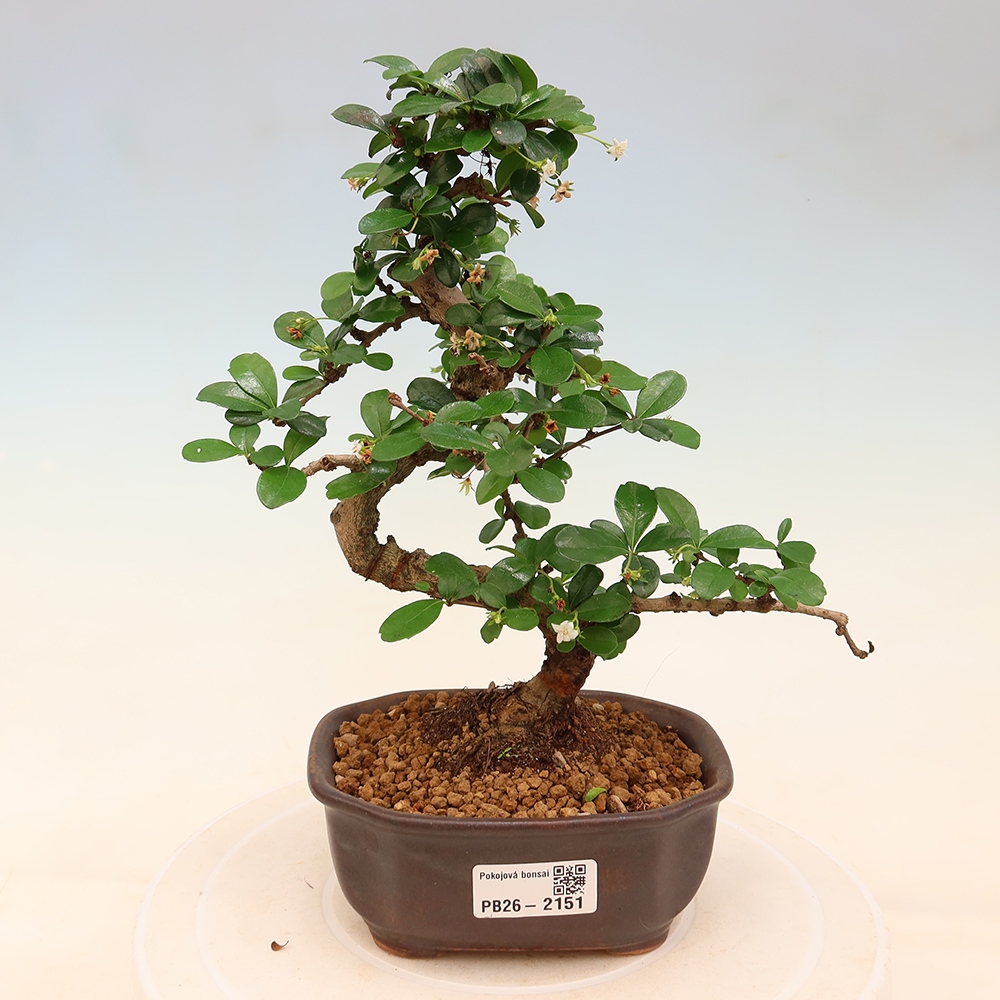 Zimmer-Bonsai - Carmona macrophylla - Tee-Fuki