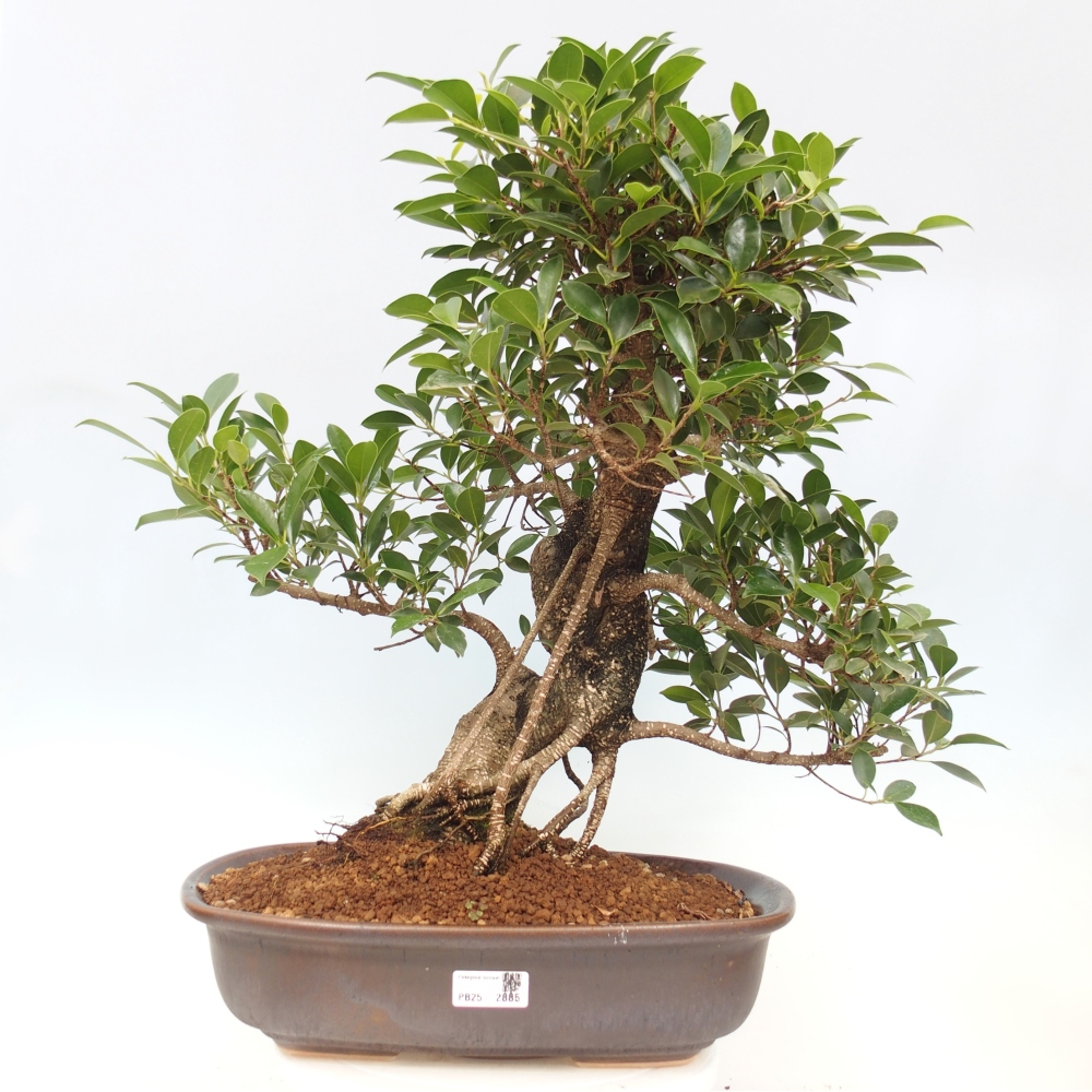 Zimmerbonsai - Ficus kimmen - kleinblättriger Ficus - NUR PERSÖNLICHE ABHOLUNG oder Palettentransport