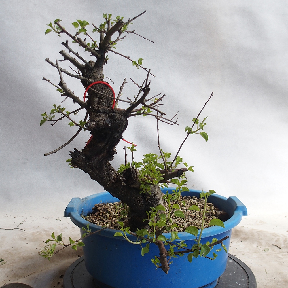 Outdoor Bonsai -Mahalebka - Prunus Mahaleb