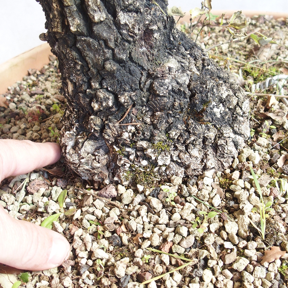 Freilandbonsai Quercus Cerris - Eiche Cer