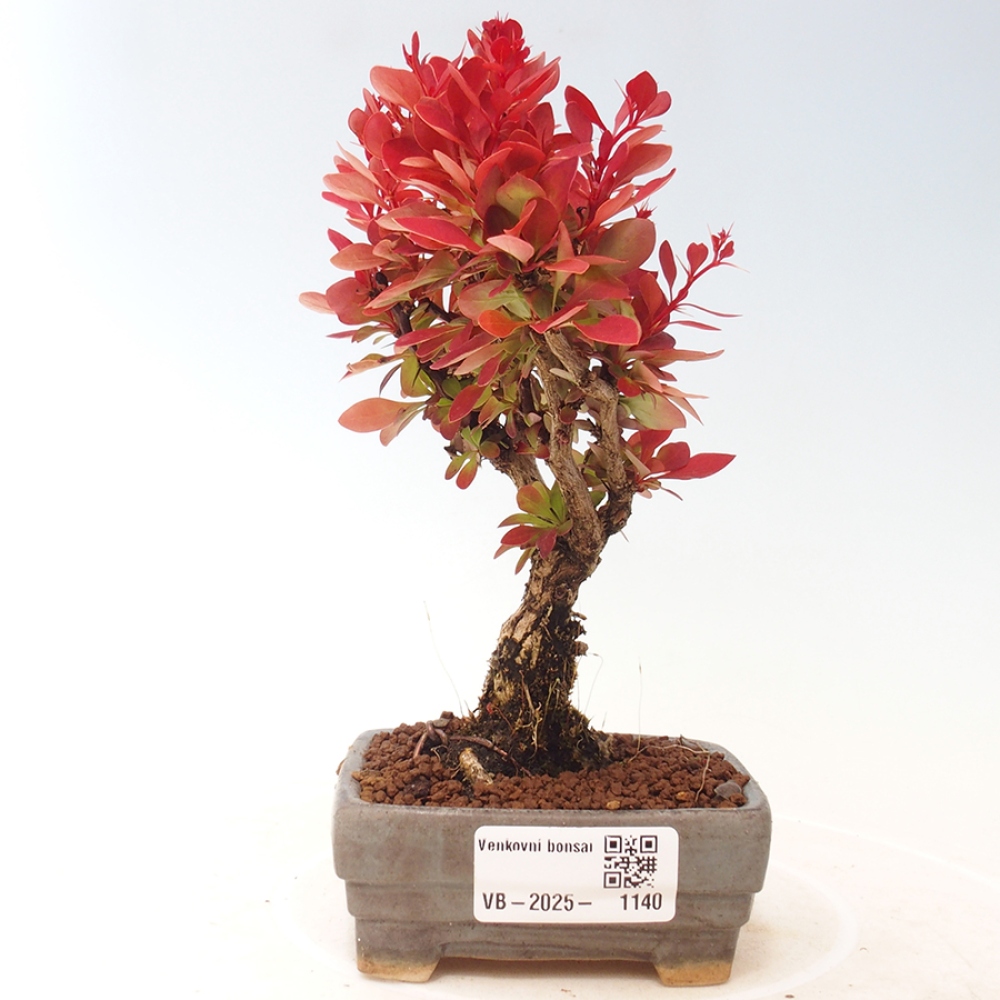 Bonsai im Freien - Berberis thunbergii Kobold - Dřištál Thunberg's