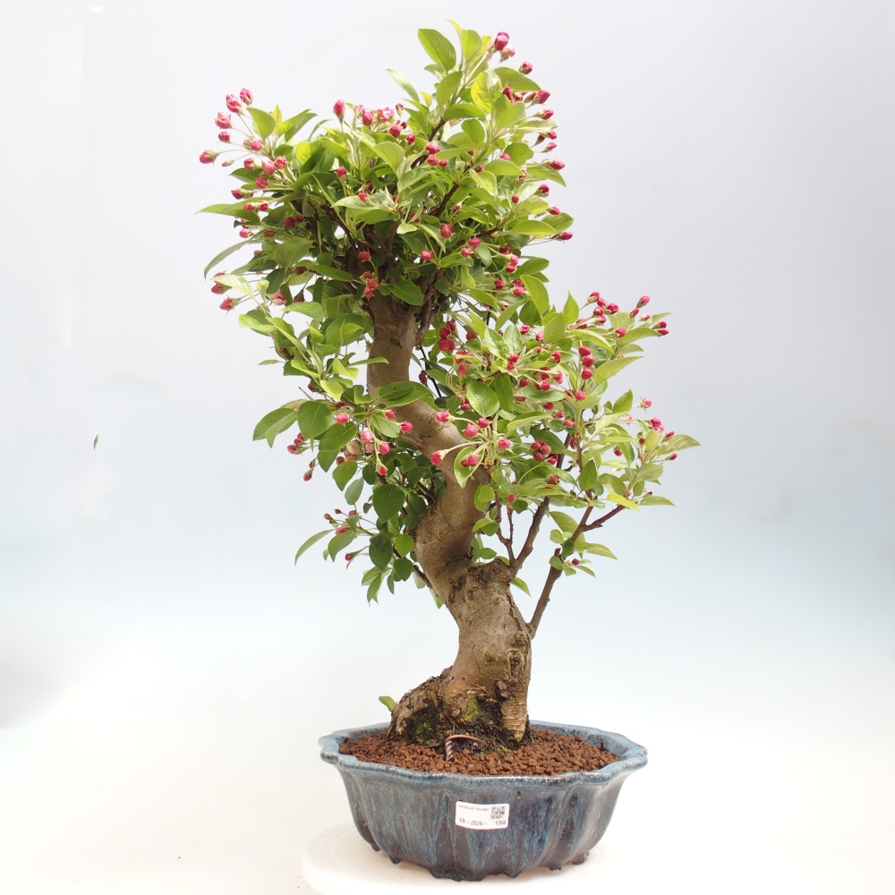 Outdoor-Bonsai -Malus halliana - Kleinfrüchtiger Apfelbaum