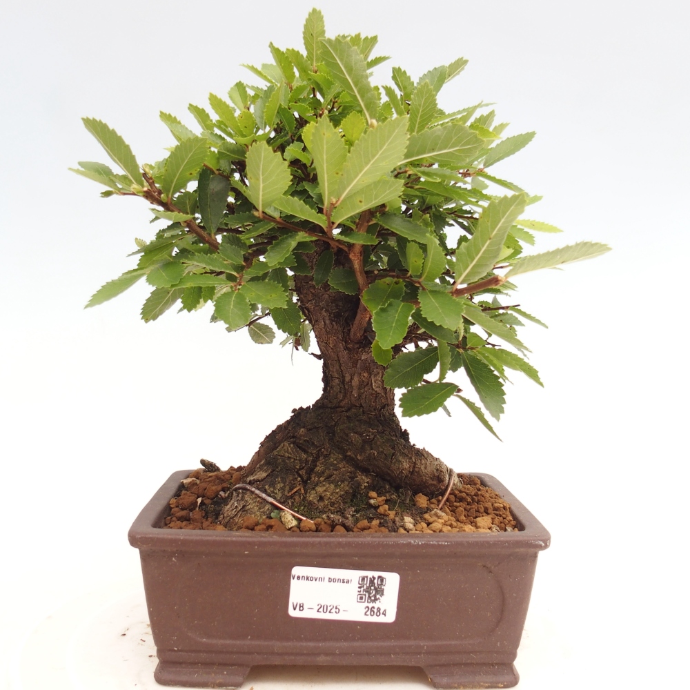 Bonsai im Freien - Zelkova - Zelkova NIRE
