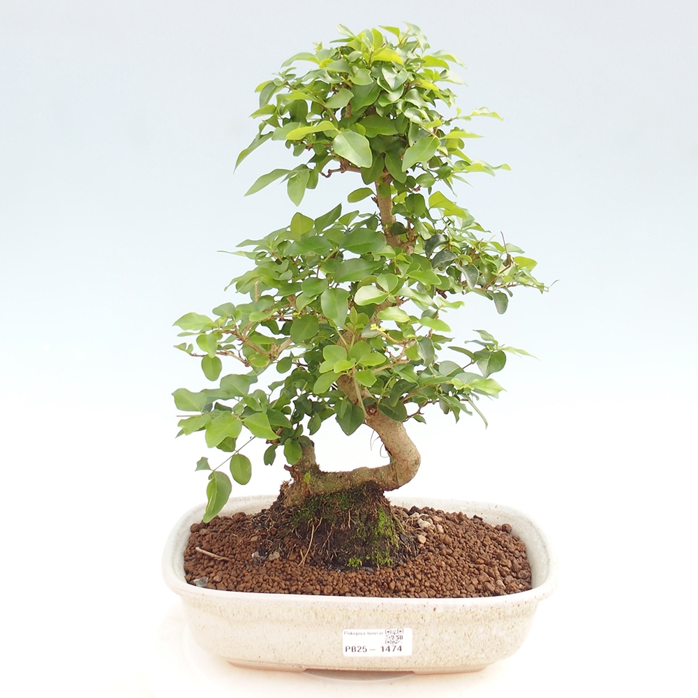 Zimmerbonsai -Ligustrum chinensis - Liguster