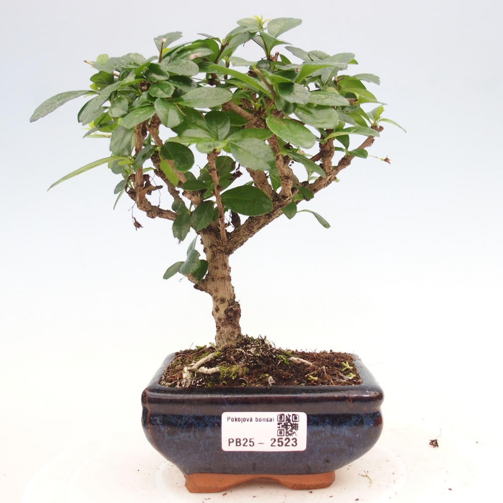 Zimmerbonsai - Carmona Macrophylla - Fuki-Tee