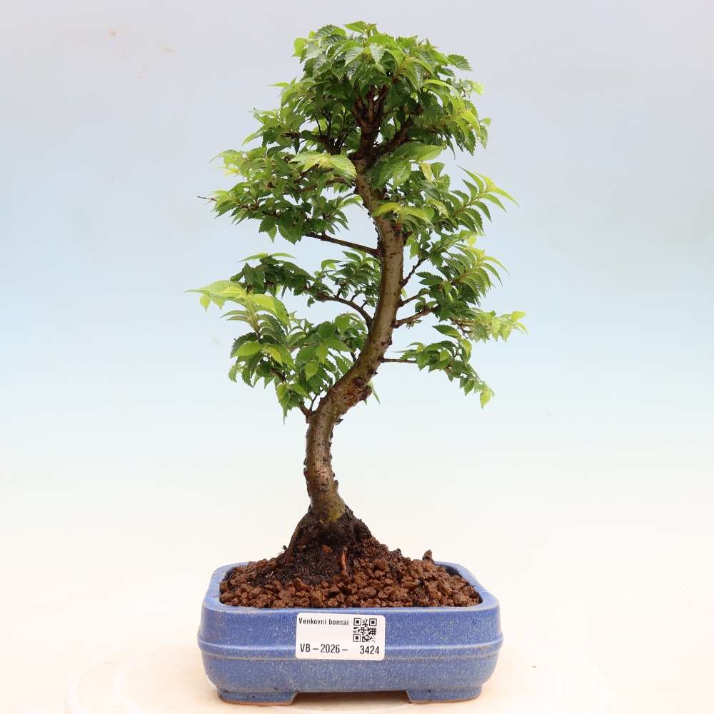 Bonsai für den Außenbereich – Ulmus Jacqueline Hillier – Pappelulme
