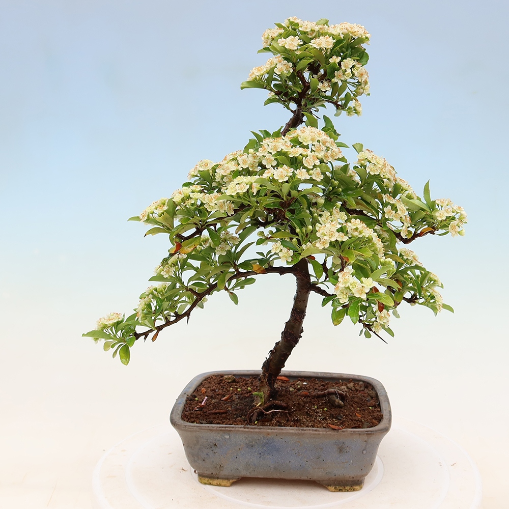 Bonsai für den Außenbereich – Pyracantha teton – Feuerdorn