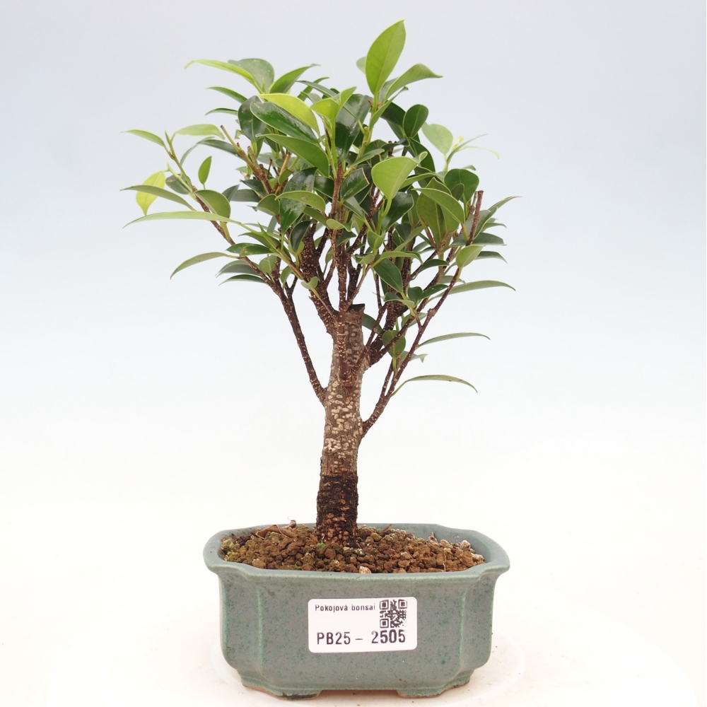 Zimmerbonsai - Kleinblättriger Ficus - Ficus kimmen